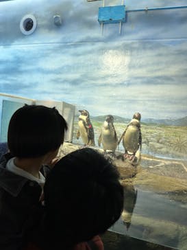 新江ノ島水族館に投稿された画像（2024/2/18）