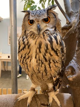 Moff アニマル カフェ イーアス 高尾店に投稿された画像（2024/2/18）