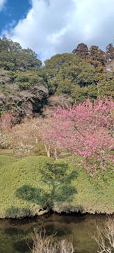 偕楽園本園に投稿された画像（2024/2/18）