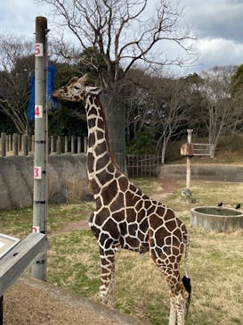 千葉市動物公園に投稿された画像（2024/2/18）