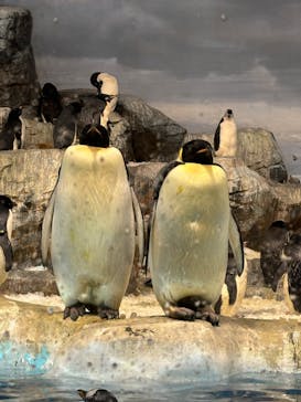 名古屋港水族館に投稿された画像（2024/2/18）