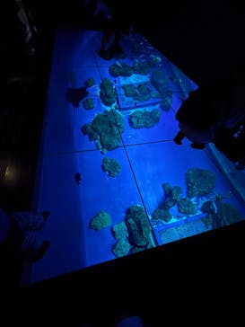 DMMかりゆし水族館に投稿された画像（2024/2/18）