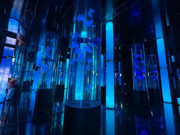 DMMかりゆし水族館に投稿された画像（2024/2/18）