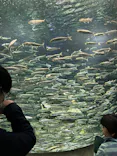 サンシャイン水族館に投稿された画像（2024/2/18）