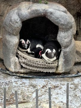 サンシャイン水族館に投稿された画像（2024/2/18）