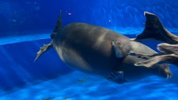 サンシャイン水族館に投稿された画像（2024/2/18）
