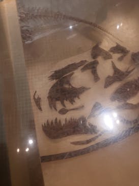 国立科学博物館に投稿された画像（2024/2/18）