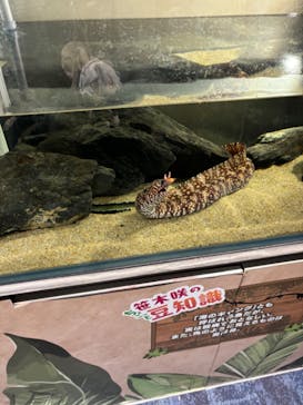 カワスイ 川崎⽔族館に投稿された画像（2024/2/18）