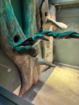 カワスイ 川崎⽔族館に投稿された画像（2024/2/18）