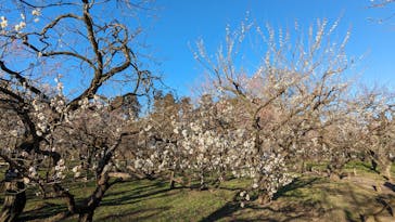 偕楽園本園に投稿された画像（2024/2/18）