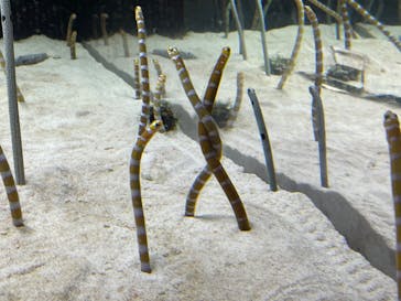 京都水族館に投稿された画像（2024/2/18）