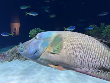 マリンワールド海の中道に投稿された画像（2024/2/18）