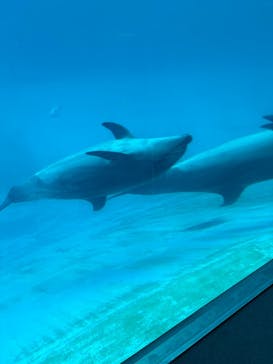 名古屋港水族館に投稿された画像（2024/2/18）