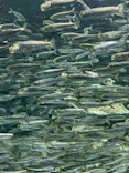 サンシャイン水族館に投稿された画像（2024/2/18）