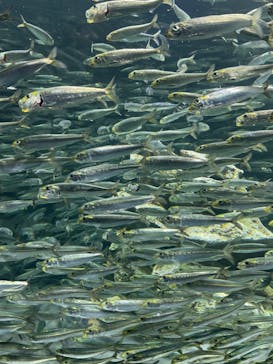 サンシャイン水族館に投稿された画像（2024/2/18）
