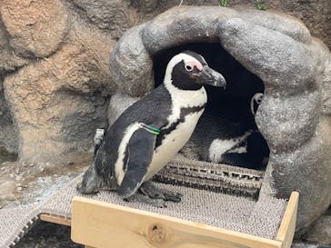 サンシャイン水族館に投稿された画像（2024/2/18）