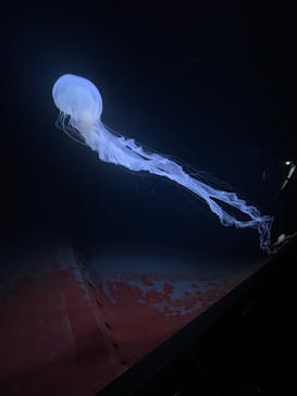 サンシャイン水族館に投稿された画像（2024/2/18）