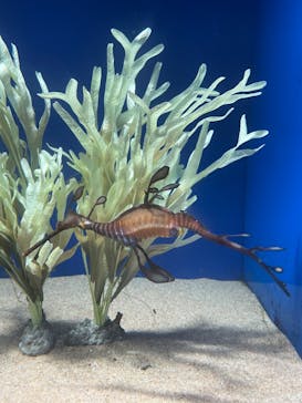 サンシャイン水族館に投稿された画像（2024/2/18）