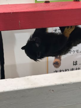 アニタッチみなとみらいに投稿された画像（2024/2/18）