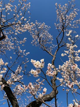 偕楽園本園に投稿された画像（2024/2/18）