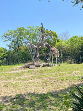 天王寺動物園に投稿された画像（2023/5/2）
