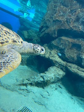 名古屋港水族館に投稿された画像（2023/10/26）