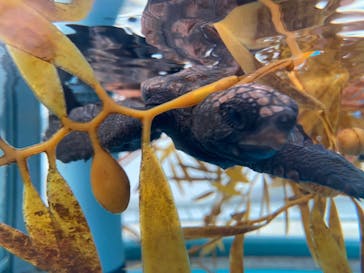 名古屋港水族館に投稿された画像（2023/10/26）