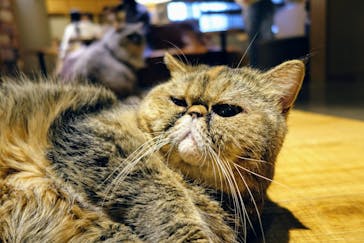 猫カフェモカ　新宿店に投稿された画像（2024/2/18）