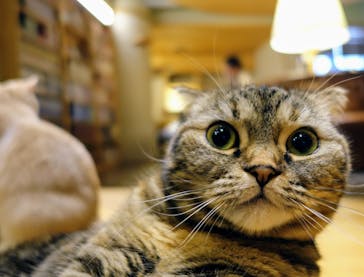 猫カフェモカ　新宿店に投稿された画像（2024/2/18）