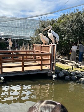 神戸どうぶつ王国に投稿された画像（2024/2/18）