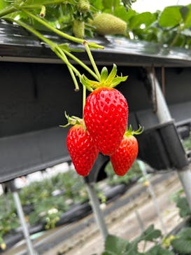 松阪農業公園ベルファームに投稿された画像（2024/2/18）