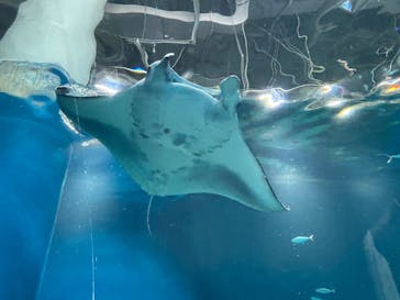 マクセル アクアパーク品川に投稿された画像（2024/2/18）