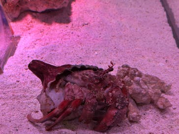 マクセル アクアパーク品川に投稿された画像（2024/2/18）