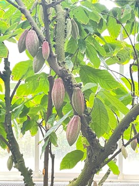 熱川バナナワニ園に投稿された画像（2024/2/18）