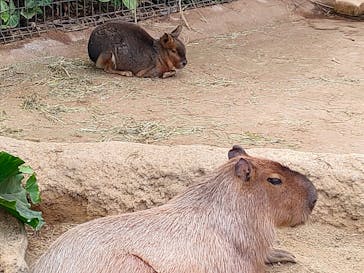 神戸どうぶつ王国に投稿された画像（2024/2/18）