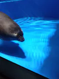 サンシャイン水族館に投稿された画像（2024/2/18）