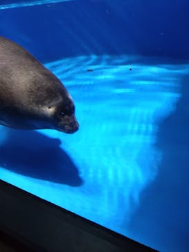 サンシャイン水族館に投稿された画像（2024/2/18）