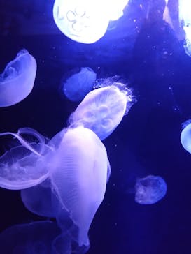 サンシャイン水族館に投稿された画像（2024/2/18）