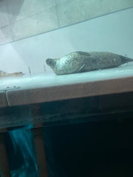 大分マリーンパレス水族館 「うみたまご」に投稿された画像（2024/2/18）