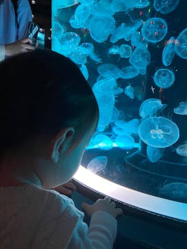 マクセル アクアパーク品川に投稿された画像（2024/2/18）