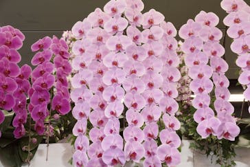 世界らん展2026-花と緑の祭典-に投稿された画像（2024/2/18）