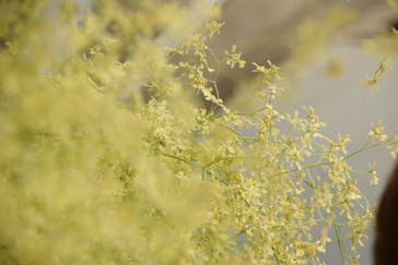 世界らん展2026-花と緑の祭典-に投稿された画像（2024/2/18）