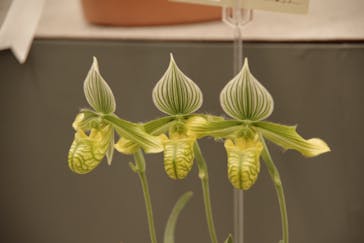 世界らん展2026-花と緑の祭典-に投稿された画像（2024/2/18）