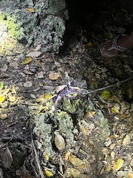 石垣島 ADVENTURE PiPi（イシガキジマアドベンチャーピピ）に投稿された画像（2024/2/18）