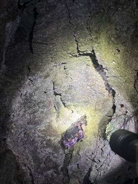 石垣島 ADVENTURE PiPi（イシガキジマアドベンチャーピピ）に投稿された画像（2024/2/18）