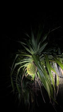 石垣島 ADVENTURE PiPi（イシガキジマアドベンチャーピピ）に投稿された画像（2024/2/18）