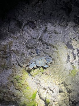 石垣島 ADVENTURE PiPi（イシガキジマアドベンチャーピピ）に投稿された画像（2024/2/18）