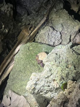 石垣島 ADVENTURE PiPi（イシガキジマアドベンチャーピピ）に投稿された画像（2024/2/18）