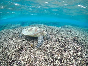 宮古島マリン GB QUESTに投稿された画像（2024/2/18）