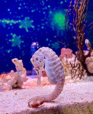 マクセル アクアパーク品川に投稿された画像（2024/2/18）